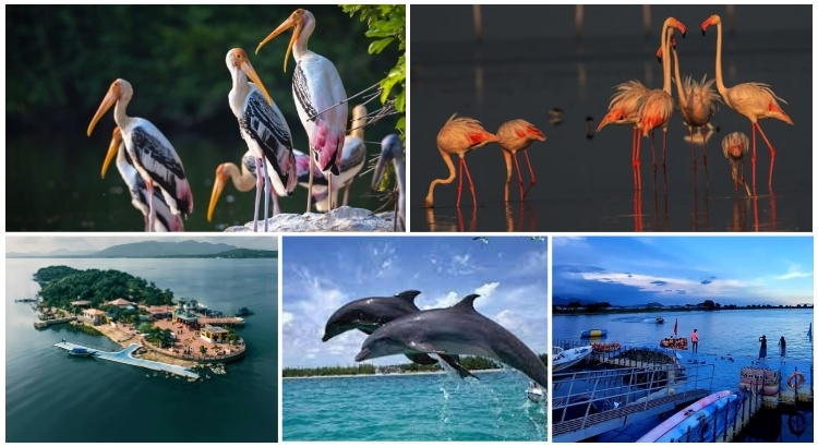 Chilika Lake: Heaven for Bird Lovers