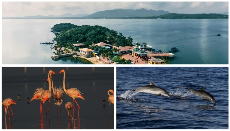 Chilika Lake: A Haven for Birds and Dolphins