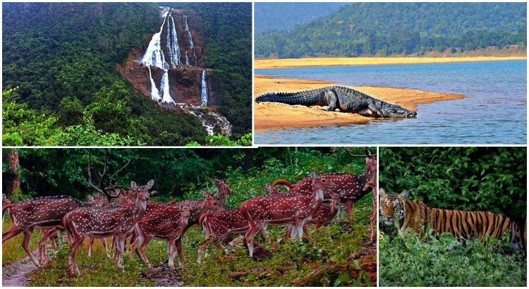 Discovering Wildlife Sanctuaries and Parks