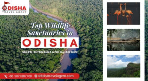 Explore Odisha’s Rich Wildlife: Simlipal, Bhitarkanika & Chilika Lake